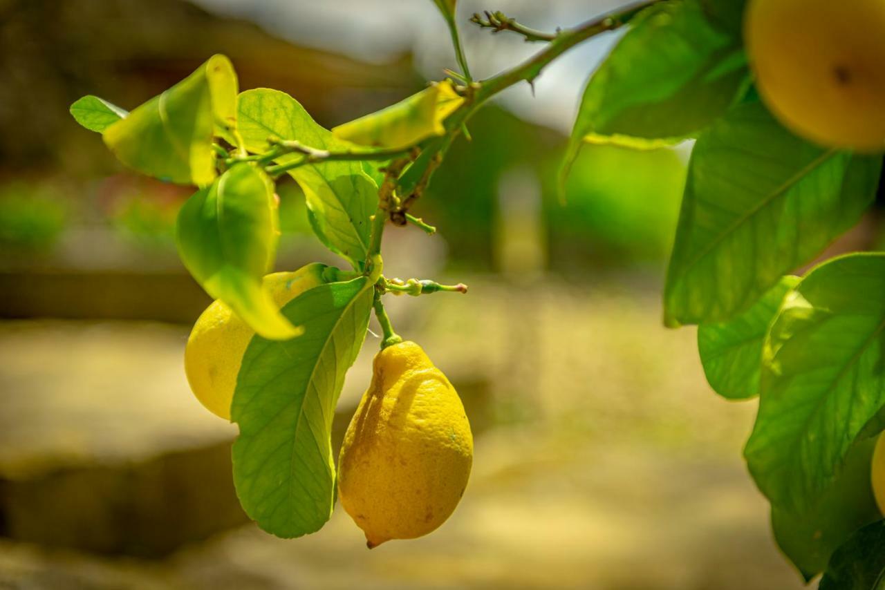 Casa Al Bosco Guest House Sant'Ellero ภายนอก รูปภาพ